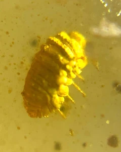 Burmite Fossil Cretaceous amber unknown insect Burmese amber Fossil Myanmar - Picture 1 of 8