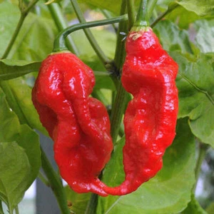 100 Ghost Pepper Seeds Bhut Jolokia World Record Hot Peppers Vegetable Seed  - Picture 1 of 1