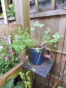 Oxalis articulata, 5 bulbs - Picture 1 of 2