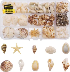 170Pcs/Box 10 Styles Sea Shell Cowrie Conch Starfish Ocean Beach Spiral Seashell - Picture 1 of 5
