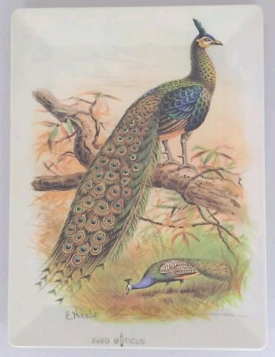 Pottery Barn Peacock Tray Pavo Muticus E Neale Melamine 16" x 12" Rectangle  - Image 1 of 4