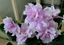 African Violet Plant: King's Ransom (Llg). Huge Flowers! Actual Plant!