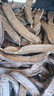 CARRUBE SICILIANE   2 kg raccolte in sicilia 