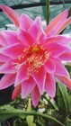 Epiphyllum Clown,Flamingo,Bettina, Pegasus,Coreal Dance,French Gold,Morgenröte,K