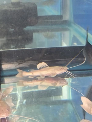 Phantom Red Tail Catfish 3.5" - Image 1 of 4