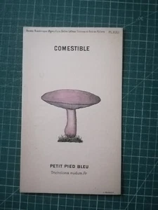yv085 mycologie dessin champignon J Poirault circa 1910 petit Pied bleu - Picture 1 of 2