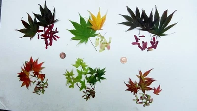 Fresh Seeds of mixed Acer palmatum'  Japanese Maple tree. - Image 1 of 4