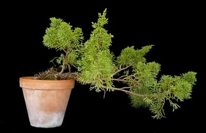 Bonsai - Juniperus - Wacholder-Kaskade - Freilandbonsai - Rohling - 34 cm - Bild 1 von 1