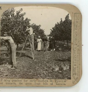 Picking Peaches in Ontario Fruit Belt Canada Realistic Travels Stereoview - Picture 1 of 4