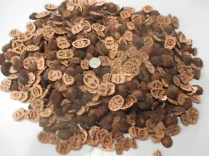 Black Walnut Shell Slices Heels Ends Over 500 Pieces Resin Table Bar - Picture 1 of 2