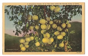 CLUSTER POMPELMI 64 On Limb Rio Grande Valley Texas Cartolina TX Lino 1946 - Foto 1 di 2