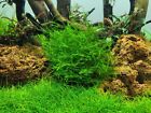 Leptodictyum riparium - InVitro fadenfrmiges Moos Aquarium Tropica 003E TC