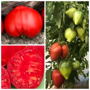 Томат семена Японец Tomate Seeds Samen - Picture 1 of 1