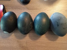 Emu Egg Shells, Hollowed and Blown out. Free Shipping