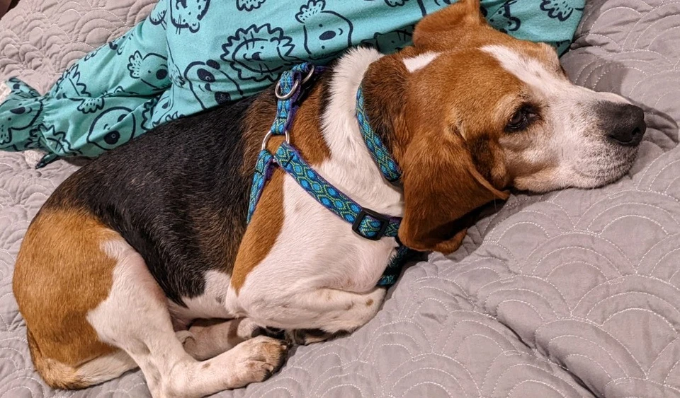 Lupine Pet - Arnés ajustable azul "pavo real" para perros medianos Foto 1 de 3