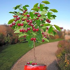 seedusa 10 Seeds Dwarf Cherry Tree Self-Fertile Fruit Tree indoor/outdoor