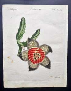 Bertuch rare 1810 Antique handcolored botanical print:  Stapelia carrion flower - Picture 1 of 2