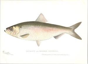Original c 1900 Antique S.F. DENTON Color Fish Print - Alewife - Branch Herring - Picture 1 of 1