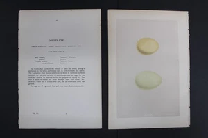 Birds, Nests, Eggs, F.O.Morris, 1875 - Picture 1 of 4