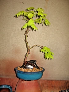 BONSAI GRAFTED JAPANESE MAPLE GOLDEN FULL MOON - Picture 1 of 2
