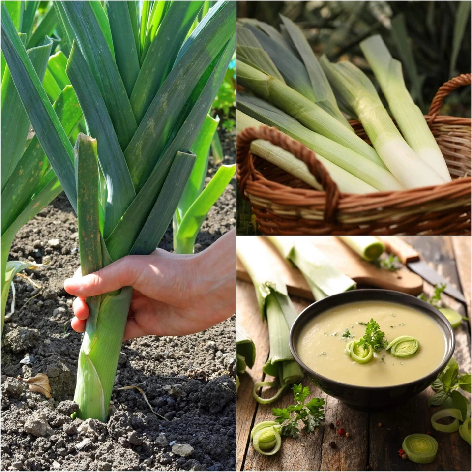 LEEK Elephant 100 Seeds HEIRLOOM vegetable garden AUTUMN WINTER cool season EASY - image 1 of 4