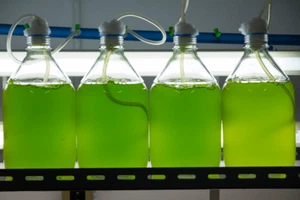 250ml Phytoplankton Growing Fuel (Makes 125L) - Modified Guillard's F/2 Recipe - Picture 1 of 3