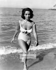 ELIZABETH TAYLOR IN "SUDDENLY, LAST SUMMER" - 8X10 PUBLICITY PHOTO (RT720)