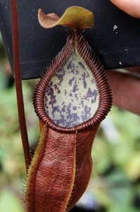 Nepenthes Singalana x Diabolica Medium Sized Plant - Picture 1 of 3