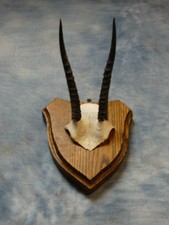 Rare! African Haggard Oribi Antelope Taxidermy Horn Mount Skull Horns Home Decor
