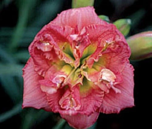 IMAGEM DUPLA Daylilies 1 fã retorno e multiplique anualmente World's Finest - Imagem 1 de 1