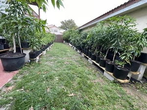 Rare Grafted Mango & Avocado 3 Gallon Trees Over 100 Varieties Coconut Cream M4 - Picture 1 of 24