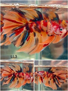 Betta Live Fish Male Koi Nemo Galaxy Rosetail Halfmoon - LL3 - High Quality A+ - Picture 1 of 1