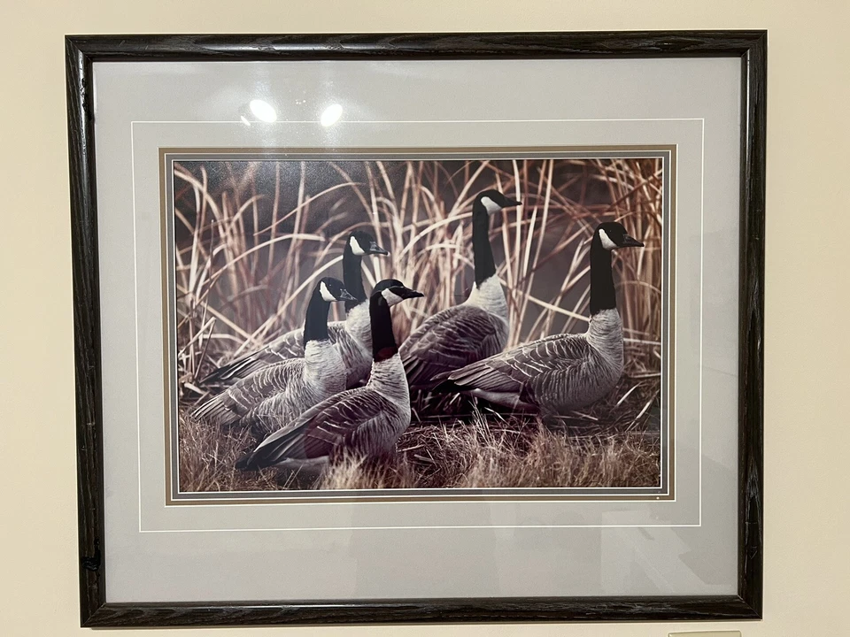 Thomas Mangelsen Canada Geese In Reeds Limited Edition Signed Numbered Print  - Image 1 of 4