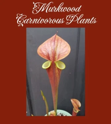 🔥🔥 UPDATED PICS REAL DEAL Sarracenia Flava Atropurpurea Waccamaw Mike Wang! - Image 1 of 4