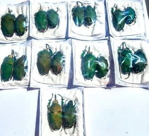 9 Pairs A-1 Mecynorrhina torquatas Cameroon 84mm Male/Female Flower Green beetle - Picture 1 of 5