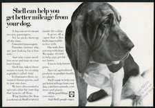 1968 Bloodhound photo Shell Oil vintage print ad