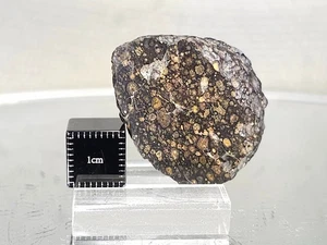 Meteorito carbonáceo NWA 16160 CV3 12,28 g con ventana pulida fecha 4,5+ byo - Imagen 1 de 9