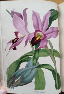 Paxton Magazine of Botany Botanik Pflanzen 42 kolorierte Tafeln Vol. IV - 1834 - Picture 1 of 18