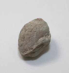 Schnecke, Liocarenus formosum, Kreide, Bandera, Texas, USA-x891 - Bild 1 von 4