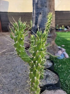 Austrocylindropuntia - Eve's Needle Cactus - 1x Cutting - Buy 2 Get 1 FREE - Picture 1 of 5