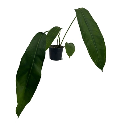 Anthurium pendulifolio Live Plants| Green Live House Plants for indoors - Image 1 of 4