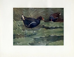 Waterhen - Estampe ancienne couleur oiseau 1913 par A.W. Superbe cadeau Seaby - Photo 1/1