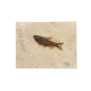 Ancient Fossil Fish - Picture 1 of 1