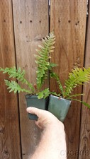 Blechnum brasilense Brazilian dwarf tree fern