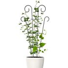 Plant Climbing Frame Plant Fixed Stake Flower Leaves Support Stick Climber Pole