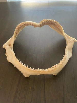 Mandíbula TIBURÓN 11" de ancho  Foto 1 de 4