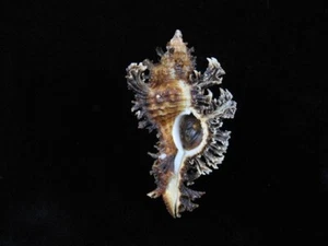 Sea shell Chicoreus banksii 66.5mm ID#8930 - Picture 1 of 4