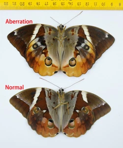 BUTTERFLY - Thauria aliris pseudaliris (Aberration) - MALAYSIA - 0077 - Picture 1 of 1