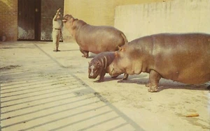 Postcard Alabama Birmingham River Hippopotamus at Jimmy Morgan Zoo Unused 70s  - Picture 1 of 1
