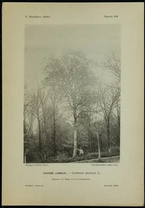 1898 - Charm - Common - Lichtdruck Antriebswelle & Botanik - Picture 1 of 3